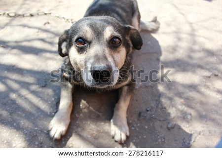 Dog looking through the eyes of devotees. The muzzle dog in focus. Dog lying on the ground. The dog has pegged chain.
