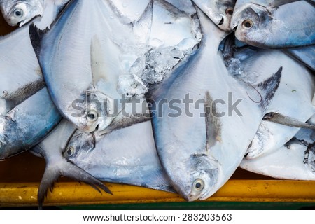 Frozen white fishes in fresh seafood market