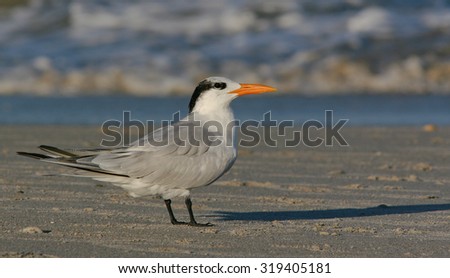 The profile of a single royal tern with a long shadow on the beach with the surf in the background.