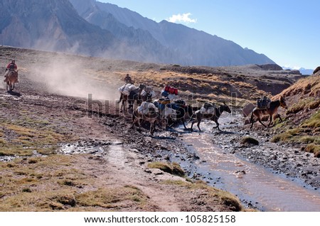 MENDOZA, ARGENTINA  - JAN 12: Unidentified muleteers guide the cargo caravan.  Mules are the only way for move load the 27 KM distance to the base camp.  Jan 12, 2012 in Aconcagua Mount, Mendoza, Argentina