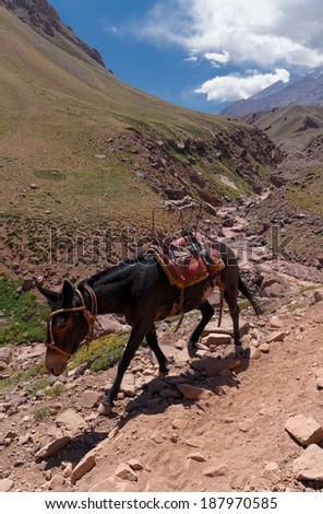 Aconcagua provincial park, Mendoza, Argentina. Cargo Mule on the path to Plaza de Mulas base camp