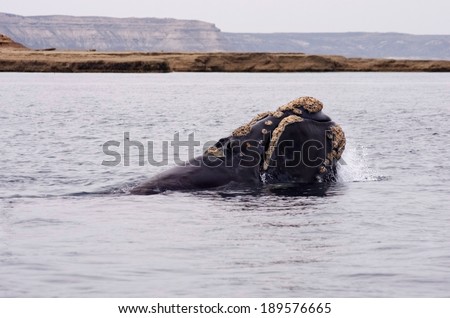 Head of a Southern Right Whale on Valdes Peninsula, UNESCO 