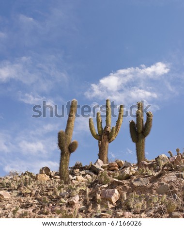 Cardon Cactus (Trichocereus pasacana) in Tilcara Pucara, Northern Argentina