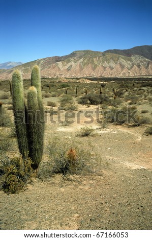 Cardon Cactus (Trichocereus pasacana) in Northern Argentina. Los Cardones National Park.