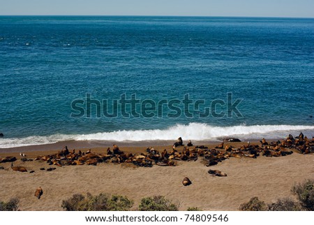 Otaria flavescens or Sea Lion. Peninsula of Valdes, UNESCO \