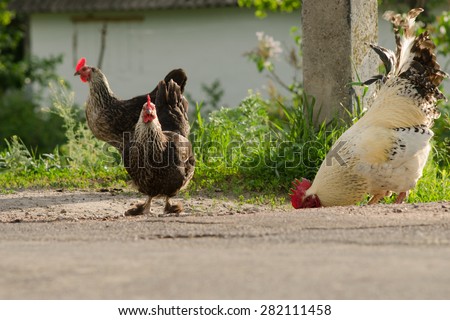 Rooster and chickens grazing in the street
