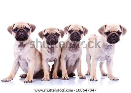 four mops puppy dogs sitting in front of a white background and looking to the camera