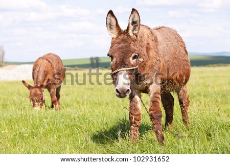 couple of donkeys in a grass field, one grazing and one looking at the camera