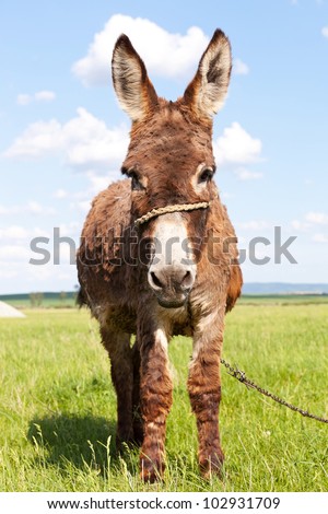 cute little donkey looking at the camera standing in a grass field