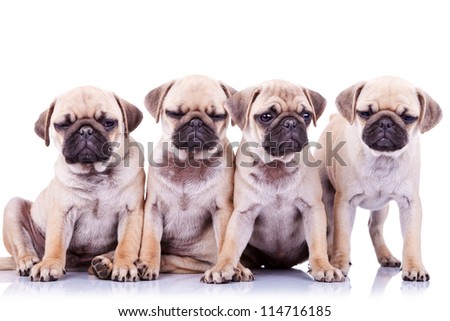 four bored mops puppy dogs sitting and standing on white background. one of them has his eyes closed