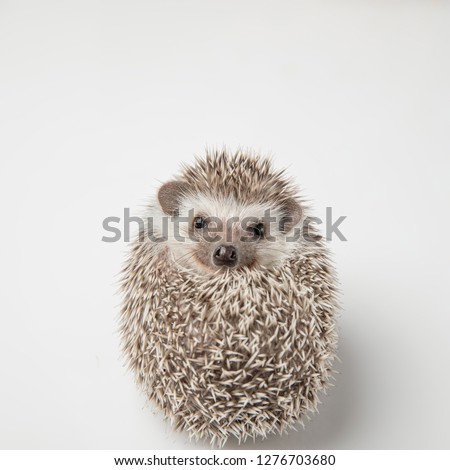 adorable rodent with spikes lies on back on white background