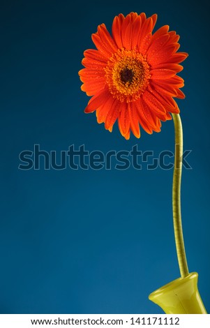 orange gerbera with some drops on its petals in a yellow vase over a blue background