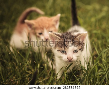 two cats in the grass, one is walking forward to the camera