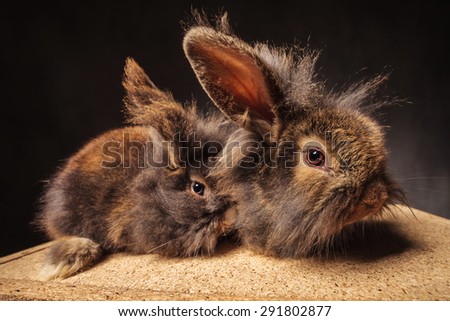 couple of adorable lion head bunny rabbits with ears up, side view picture in studio