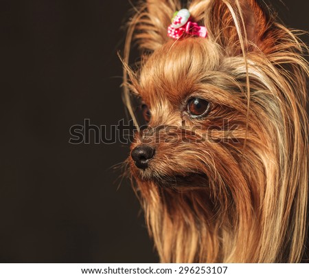 side view of a cute yorkshire terrier puppy dog\'s head looking away from the camera