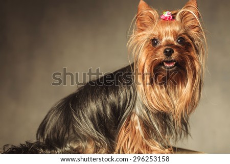 side view of a cute yorkshire terrier puppy dog with mouth open looking at the camera on grey studio background
