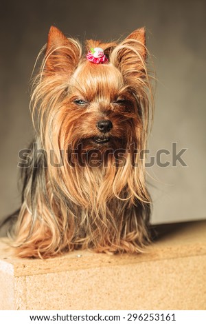 cute  yorkshire terrier puppy dog  posing with eyes closed in studio