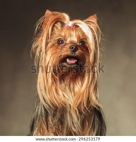 cute seated yorkshire terrier puppy dog looking up at something
