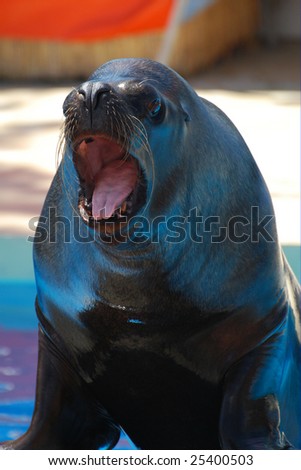 sea lion with mouth open