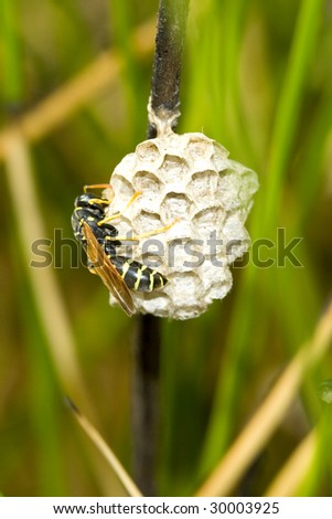wasp working on its nest