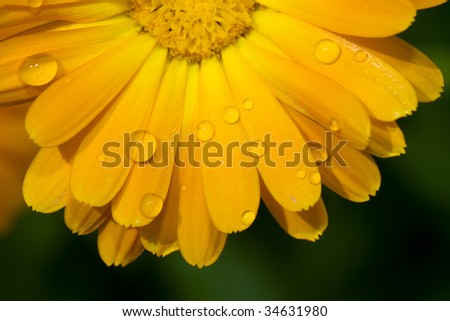 macro picture of water drops on a yellow flower
