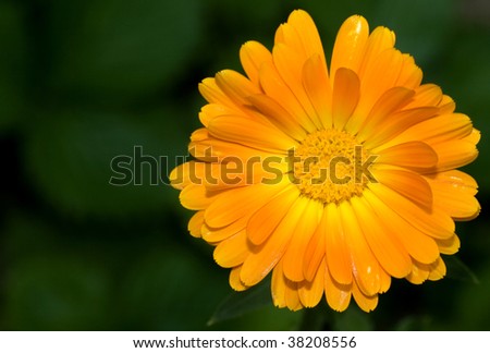 picture of a beautiful yellow gerbera against natural background