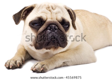 sad pics of eyes. a sleepy pug with sad eyes