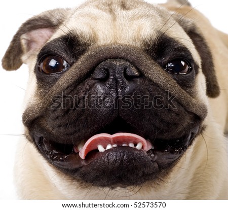 Pugs Face