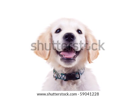 golden retriever puppy cute. stock photo : golden retriever puppy#39;s cute face and eyes over white