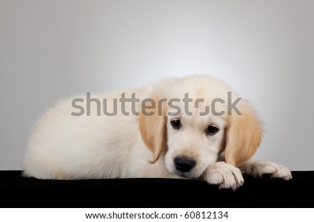 golden retriever young puppy standing and looking at the camera