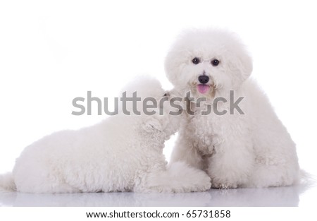 Happy Bichon