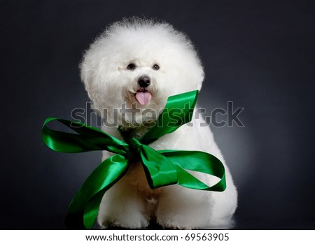 picture of a cute bichon frise wearing a big green ribbon at it\'s neck
