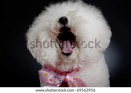 picture of a cute bichon frise wearing a big pink ribbon and laughing for the camera