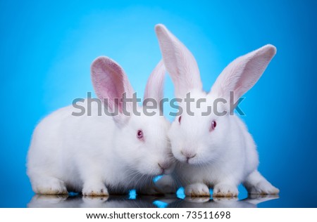 Two cute white baby rabbits. Easter bunnies, on a blue background