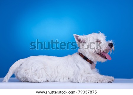 west highland white terrier laying down with his tong out, against blue background