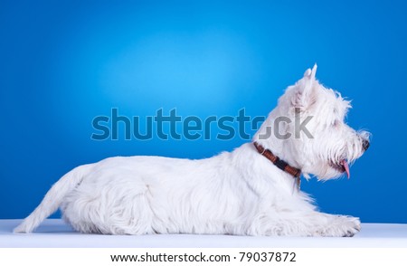west highland white terrier laying down , against blue background