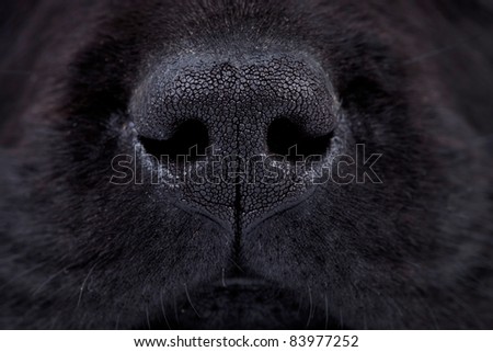macro picture of a wet black labrador puppy\'s nose