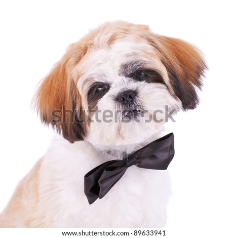 head of a little shih tzu gentleman - wearing a black neck bow, on white background