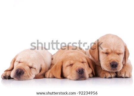 three adorable little labrador retriever puppies  sleeping on white background