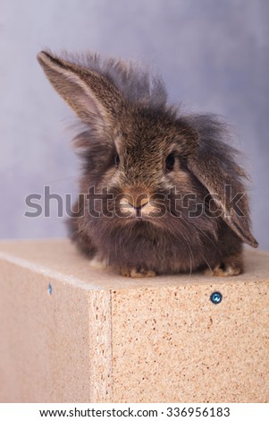 Furry lion head rabbit bunny lying on a wood box while holding one ear up.