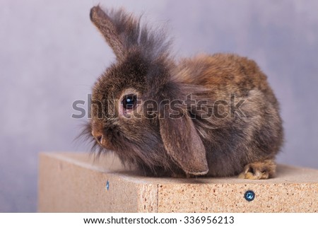 Side view of a furry lion head rabbit bunny holding one ear up while sitting on a wood box.