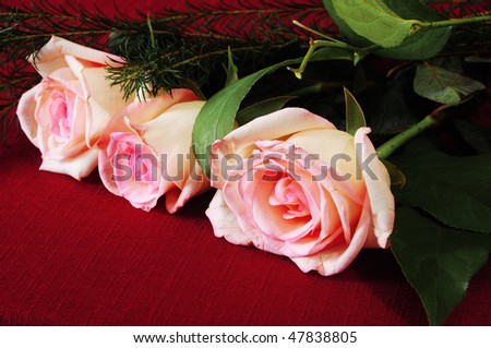 flowers roses. Beautiful flowers: roses