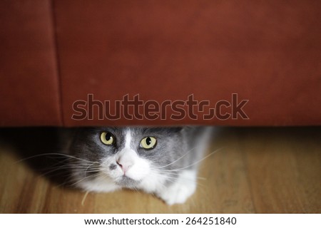 cat hiding under couch