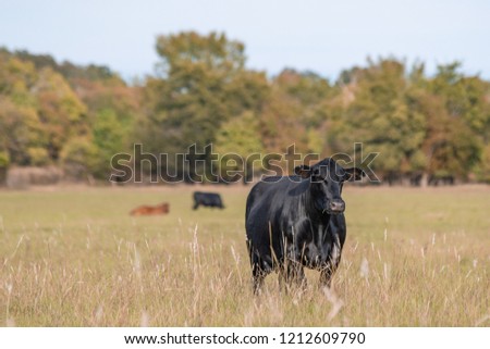 Black Angus beef cow standing in the foreground with other cows out of focus in the background in an autumn pasture.