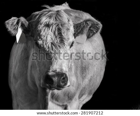 White cow with black background