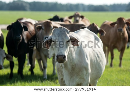 White commercial Brahman-cross cow with horn flies with herd mates out-of-focus in the background standing in a pasture.