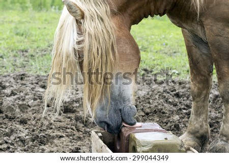 Draft horse licking a trace mineral salt block in a pasture