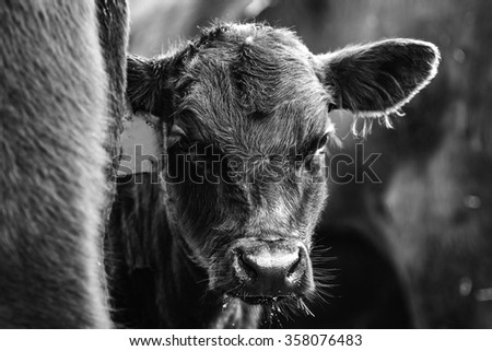 Black and white image of a calf peeking from behind his mother