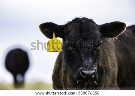 Black Angus calf close up to the right with out of focus cow in the background