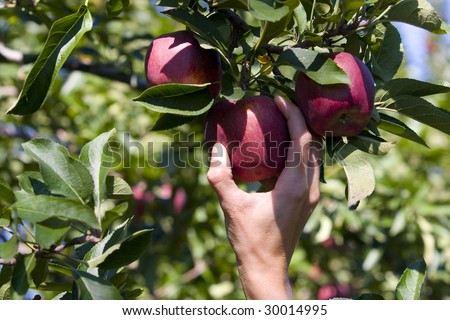 a person picking an apple off a tree in an organic farm